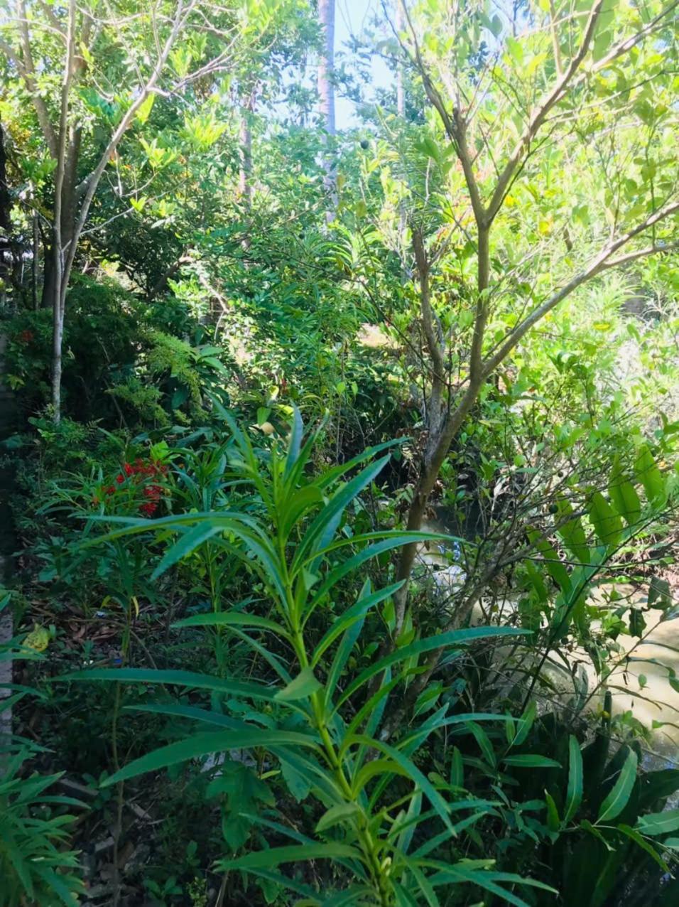 Ba Danh Homestay & Kitchen - Ben Tre Mekong Екстериор снимка